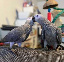 Young African grey parrots Available