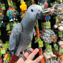 African grey parrot for sale