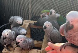 Babies African grey parrots