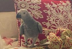 2 African Grey Parrots For Sale