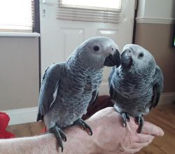 TAMED Congo African Grey parrots