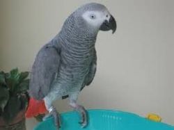 Quality African grey parrots