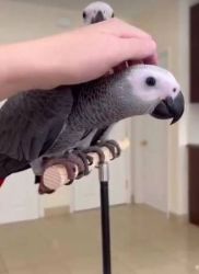African Grey Congo Parrot