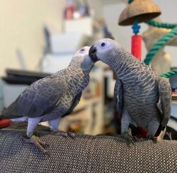 Tamed African Grey Parrots