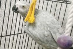 friendly African Greys, text
