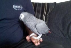 36 months old African Grey Babies
