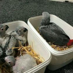 African Grey parrot babies available