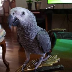 Talkative Bonded Pair African Grey Parrots