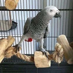Tamed African Grey Male and Female Parrots