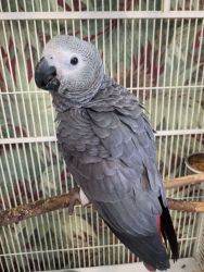 Two Pair African Grey Parrots