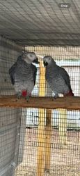 African Grey Pair Parrots Available