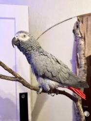 African Grey Male and Female Parrots