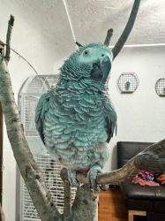 Well Tamed African Greys Parrots