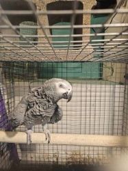 Delightful Pair African Grey Parrots Ready