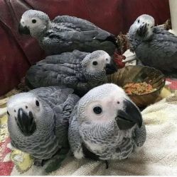 African grey parrot’s