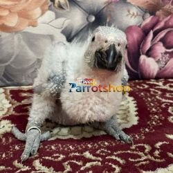 Hand Reared Baby African Grey Parrots