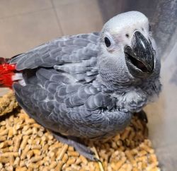 African Grey Parrots Available