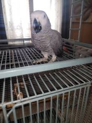 Baby African Grey Parrots Available
