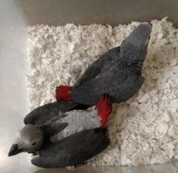 3 Baby African Grey Parrots