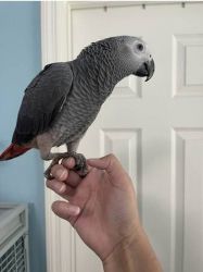 Healthy Pair African Grey Parrots
