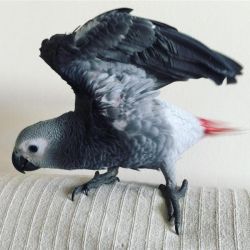 ROYCE AFRICAN GREY FOR SALE