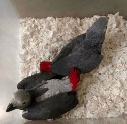 Well Tamed African Grey Parrots