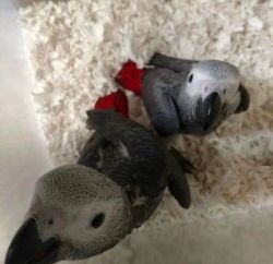 Well Tamed African Grey Parrots Available