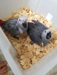 Young Tamed African Grey Parrots Availabe