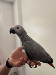 African Grey Congo Parrot