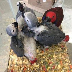 African Grey parrot Available