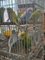 English parakeets