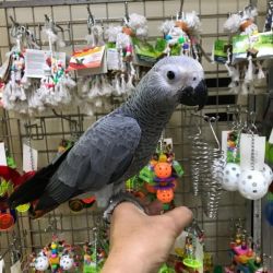 Junky African grey parrots