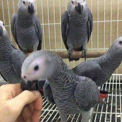 Beautiful African grey parrot