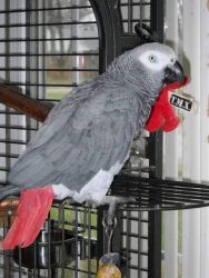 Exotic African grey parrots