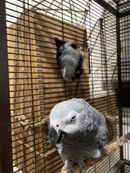African grey parrot female or pair