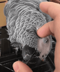 Started Talking - African Grey Parrots, Available