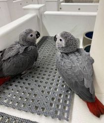 Young African Grey Parrots