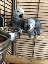 Silly tame Baby African grey parrots