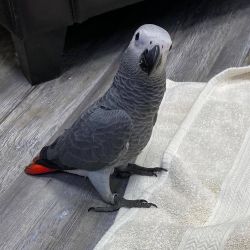 Congo - African Grey Parrots, Available