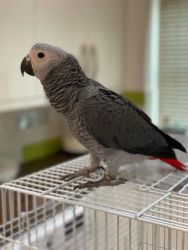 Super cuddly friendly African grey parrots