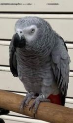 Talking Congo African Grey parrots