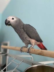 Lucky Healthy African Grey Parrots