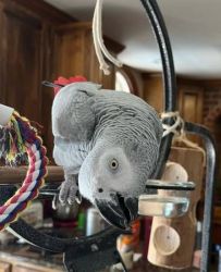 Passionate Pair African Grey Parrots