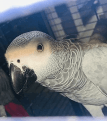 TWO YOUNG AFRICAN GREY PARROTS