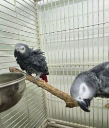 Two Pair Baby African Grey Parrots