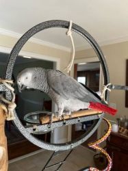 Best Colored African Grey Parrots