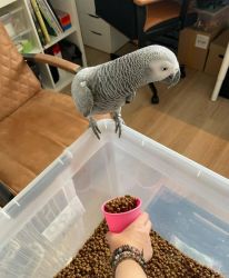 FEMALE AFRICAN GREY PARROTS READY