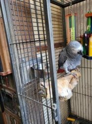 Ijabsw Sweet and remarkable African greys