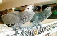x mass African grey parrot