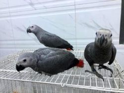 We have healthy,trained and tamed parrots for sale